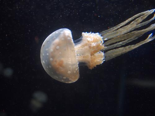 Jellyfish #8