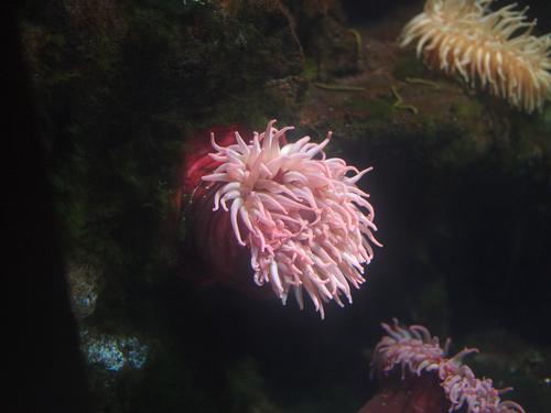 Sea anemones #2