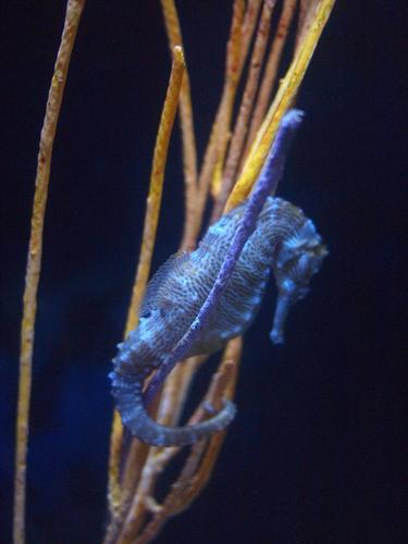 Seahorse #3