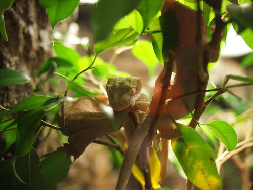Crested gecko