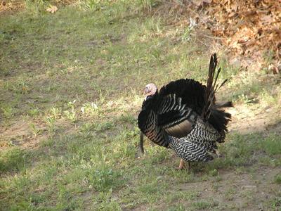 Male turkey