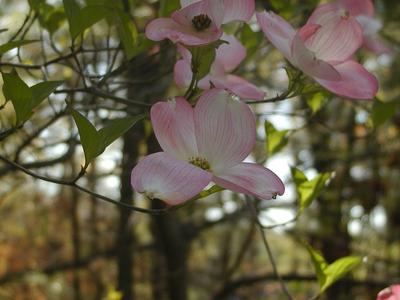 Liz's dogwood tree