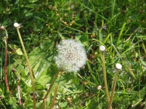 Dandelion
