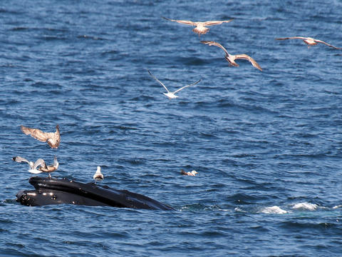Whale and birds