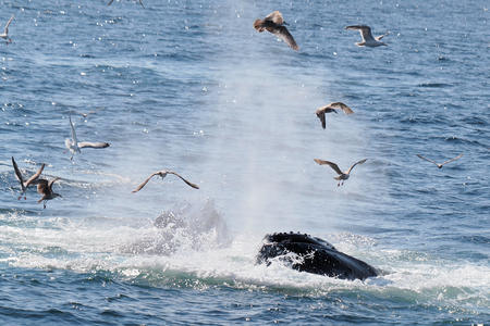 Whale and birds #2