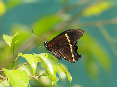 Black and yellow butterfly