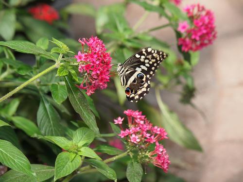 Black and white butterfly
