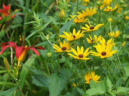 Black eyed susans