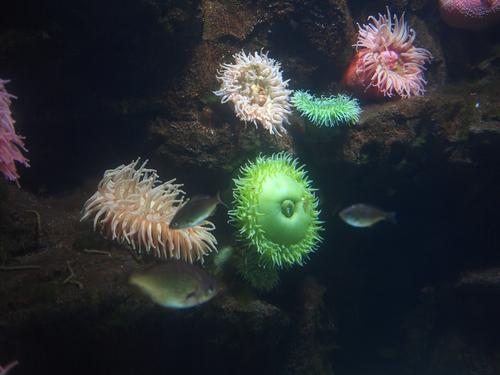 Sea anemones