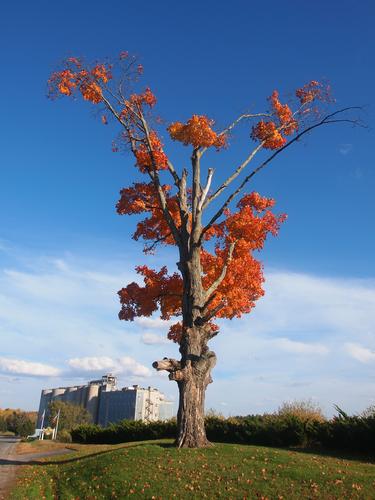 Fall tree