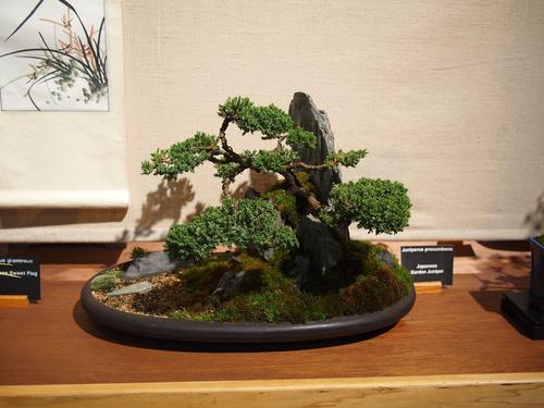 Bonsai #2