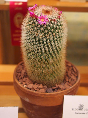 Cactus flowers