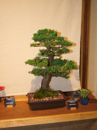 Bonsai #4