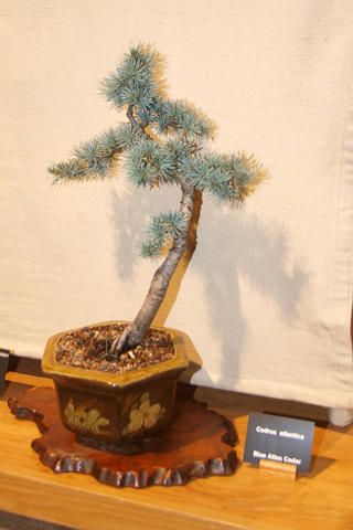 Bonsai #5