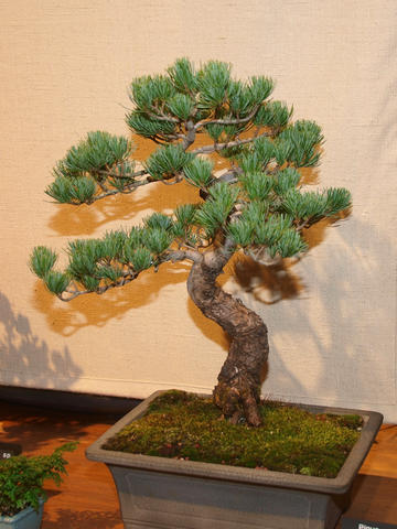 Bonsai #6