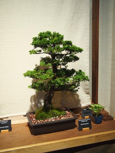 Bonsai #7