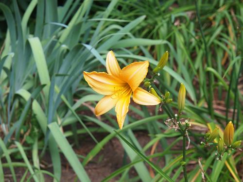 Yellow day lily