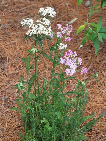 Pink and white flowers