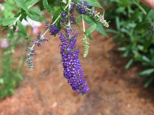 Butterfly bush