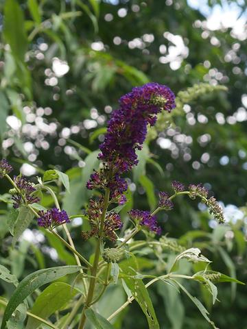 Butterfly bush #2