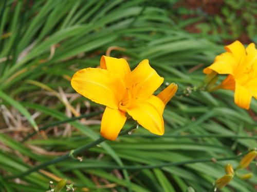 Yellow day lily #2