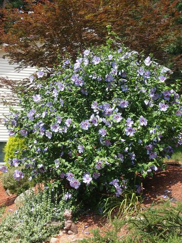 Rose of Sharon bush