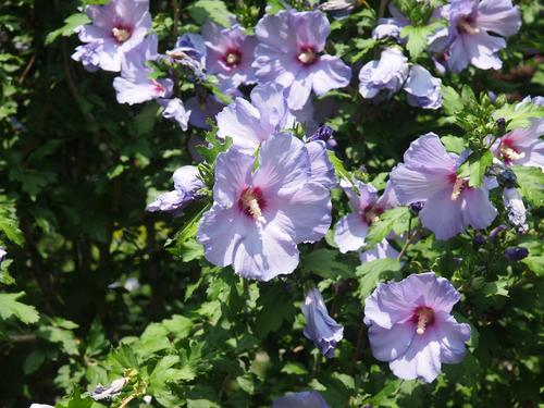 Rose of Sharon bush #2