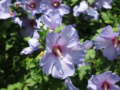 Rose of Sharon bush #3