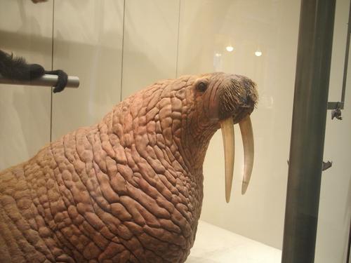 Walrus