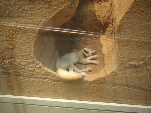 Resting from the sun