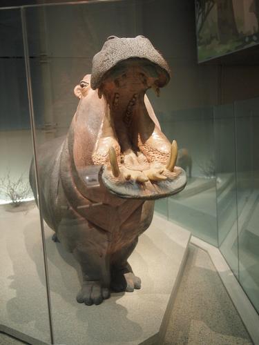 Hippo