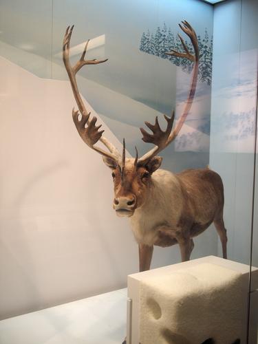 Elk
