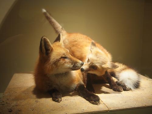 Foxes