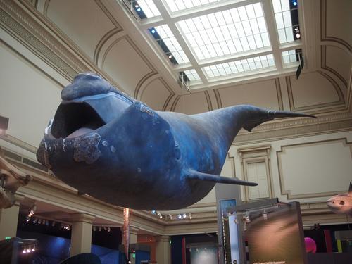 Blue whale