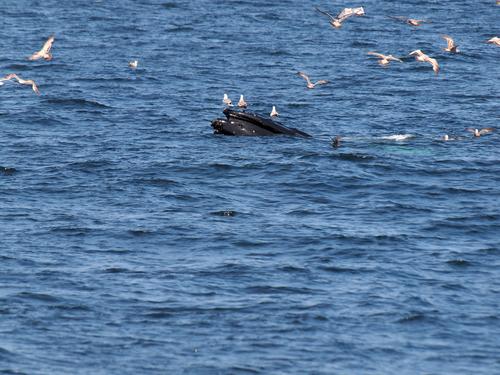 Whale and birds #2