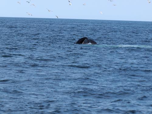 Whale tail #8