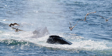 Whale and birds #14