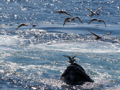 Whale and birds #18