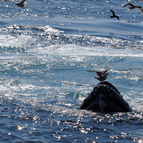 Whale and birds #19