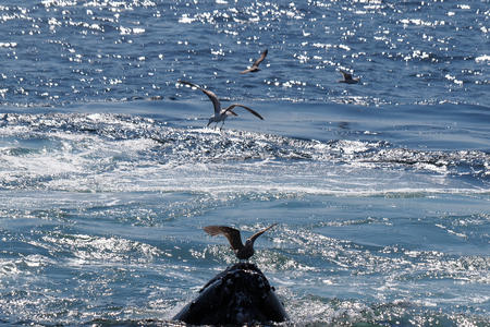 Whale and birds #20