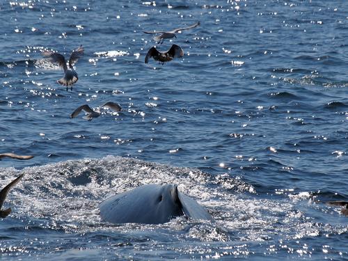 Whale and birds #23