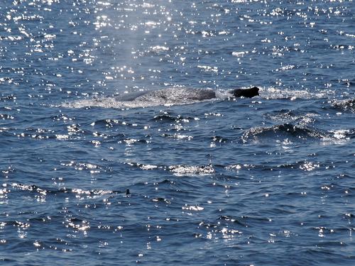 Whale in the sunlight