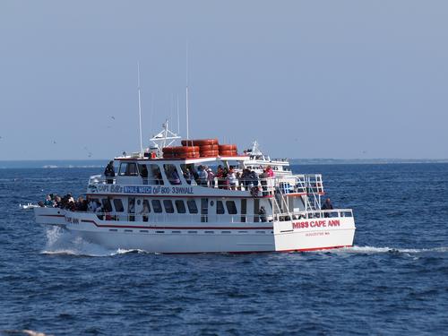 Miss Cape Anne
