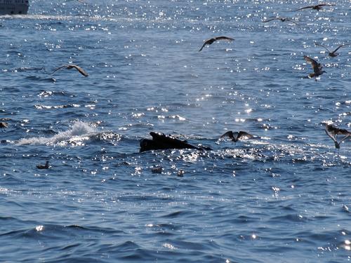 Whale in the sunlight #4