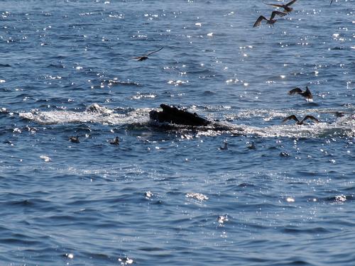 Whale in the sunlight #5