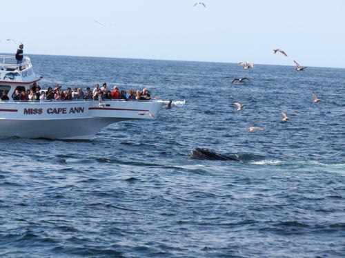 Looking at whales #2