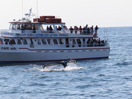 Whale performance #3