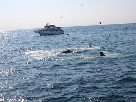 Whale in the sunlight #6