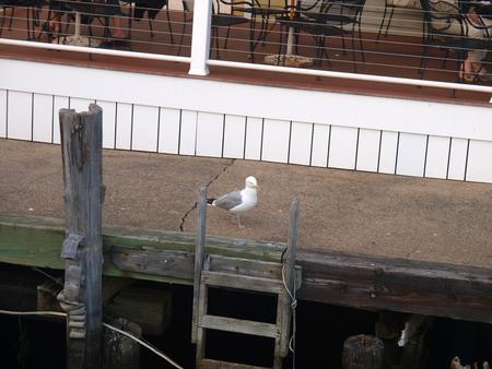 Seagull #2
