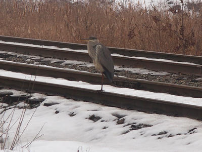 Great blue heron in winter